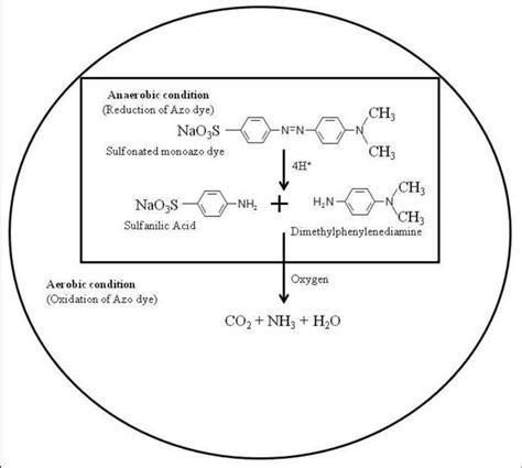 Proposed mechanism for degradation of Azo dye under aerobic and... | Download Scientific Diagram