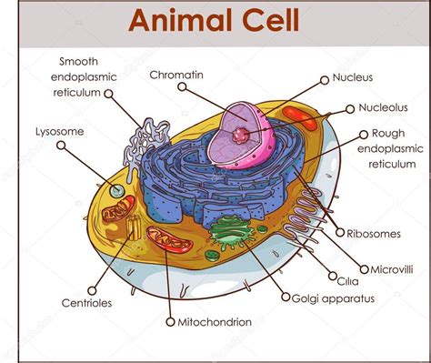 Picture: diagram of a animal cell | Animal Cell Anatomy Diagram Structure with all parts nucleus ...