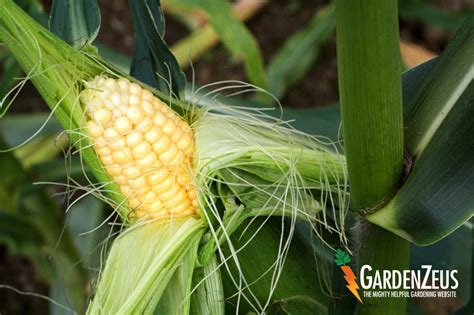 Is Your Corn Ready for Harvest? Here's How to Find Out!