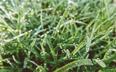 Grass & Dew | High-Quality Nature Stock Photos ~ Creative Market