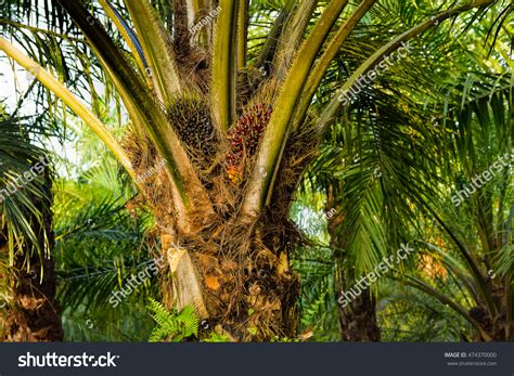 Oil Palm Plantation Stock Photo 474370000 | Shutterstock