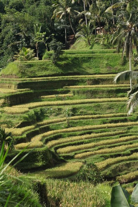 Kolmen Koti Rannikolla: Kopi Luwak Farm