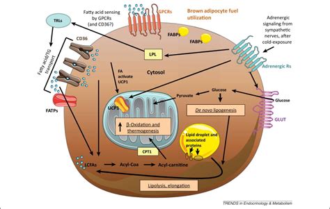 Brown fat fuel utilization and thermogenesis: Trends in Endocrinology & Metabolism