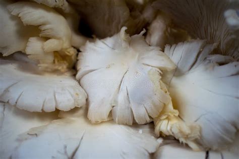 Type of Edible White Mushroom Stock Photo - Image of delicacy, healthy: 139593026