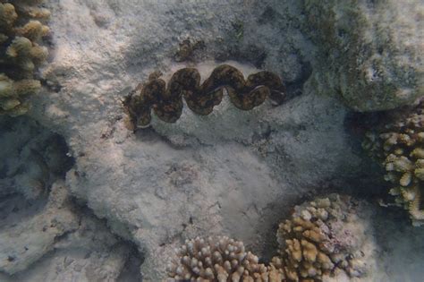 Elongate giant clam • Tridacna maxima • Mollusc Page