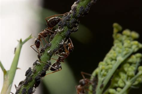 Ants farming Aphids | Panayotis1 | Flickr