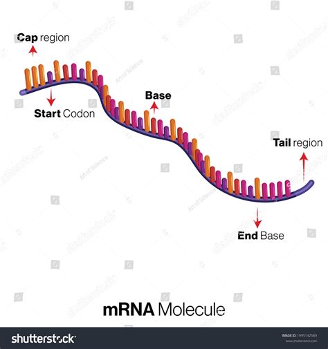 Messenger Rna Mrna Structure Illustration Stock Vector (Royalty Free) 1995142589 | Shutterstock