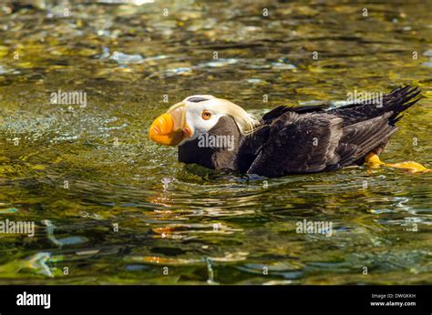 A tufted puffin swimming in water Stock Photo - Alamy