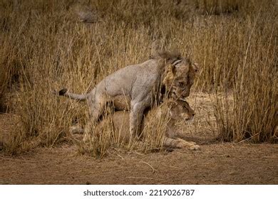 Mating Lion Couple Grasslands Amboseli National Stock Photo 2219026787 | Shutterstock