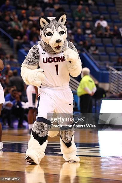 66 Uconn Mascot Jonathan Stock Photos, High-Res Pictures, and Images - Getty Images