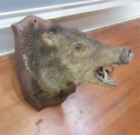 Vintage Feral Pig Hog Razorback Boars Head Taxidermy Wild Pig Preserved ...