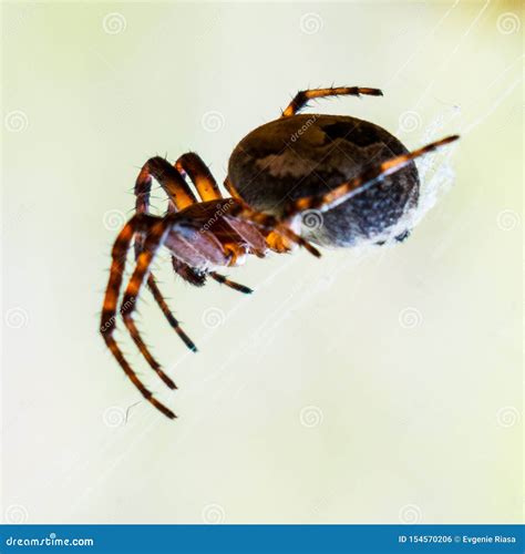 Brown Spider on a Web on a Light Background Stock Photo - Image of drip, abstract: 154570206