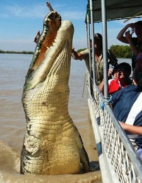 tempted this big guy with a huge chunk of meat. Big Brutus is a good 17 feet long and is a ...