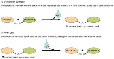 Inorganic Compounds Essential to Human Functioning | Anatomy and Physiology I