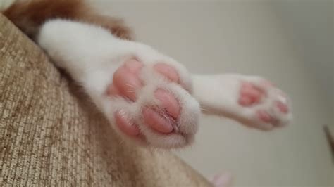 cat, Paws, Pink Wallpapers HD / Desktop and Mobile Backgrounds