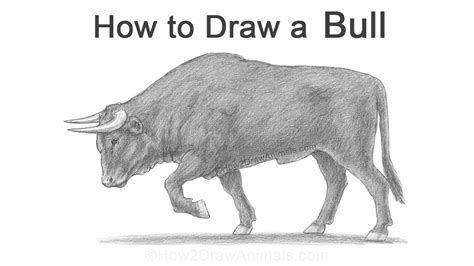 How to Draw a Bull - YouTube