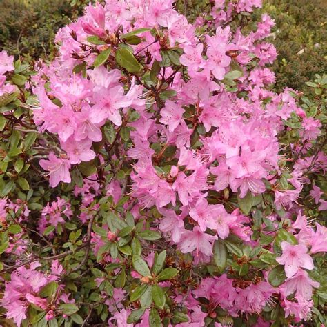 Glendoick Bird Series of Dwarf Hybrid Rhododendrons – Rhododendron ...