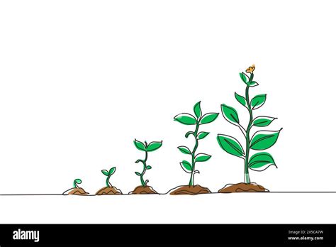 Continuous one line drawing infographic of planting tree. Seeds sprout ...