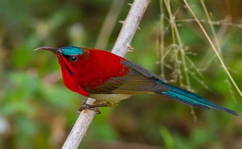 Bird Watching At Jim Corbett | Corbett Activities| Online Corbett Booking