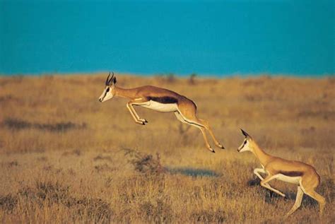 springbok | mammal | African animals, Animals, National animal