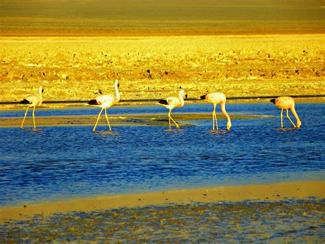 Flamingos at Atacama Desert Photograph by Sandra Lira - Fine Art America