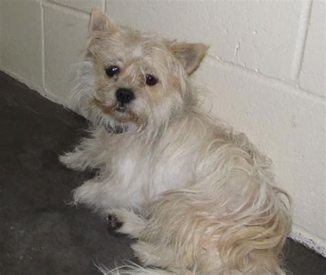 Lee County Animal Services Adoption Search Results | Animals, Dog ...