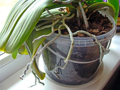 Moth Orchid - Care Tips, Propagating & More