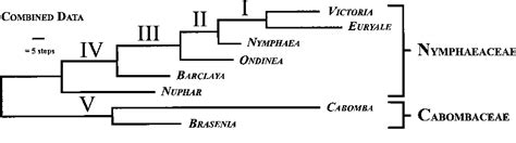 Figure 1 from Phylogeny, Classification and Floral Evolution of Water Lilies (Nymphaeaceae ...