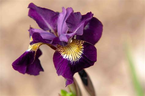 How to Grow and Care for Siberian Iris