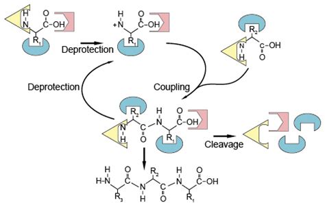 Synthetic Peptides - Creative Diagnostics