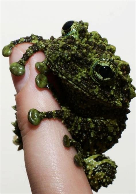 Vietnamese Mossy Frog | Cutest Paw | Frog, Unusual animals, Amphibians