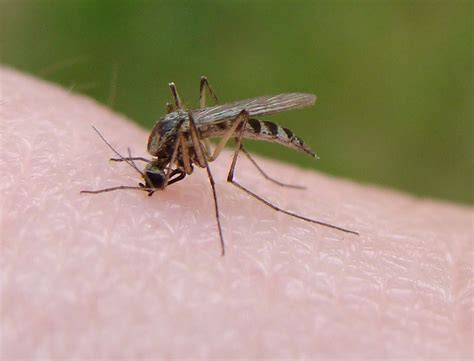 File:Mosquito bite from Flickr.jpg - Wikimedia Commons