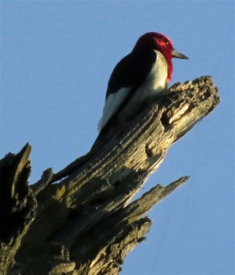 In the morning light | Red-headed woodpecker perched on a sn… | Flickr