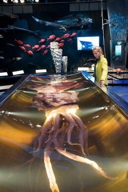 Colossal Squid – Wellington, New Zealand | Atlas Obscura