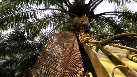 PALM FRUIT HARVESTING MACHINE - YouTube