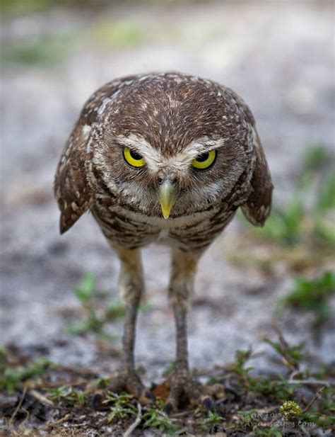 15 photos that prove owls are the most expressive animals | Cottage Life