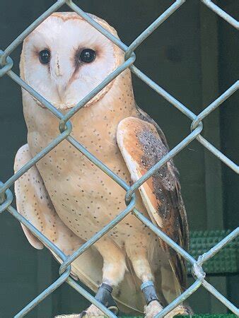 Willows Bird of Prey Centre (Knockholt) - 2020 All You Need to Know ...