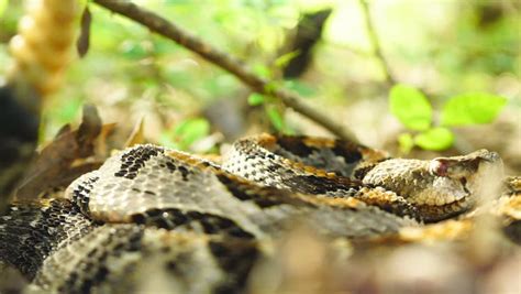 Timber Rattlesnake (crotalus Horridus), a Stock Footage Video (100% ...