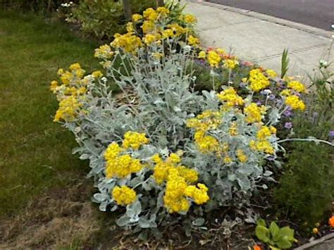 Dusty Miller - August Front Yard Plants, Dusty Miller, Shade Garden, Summer Flowers, Flower ...