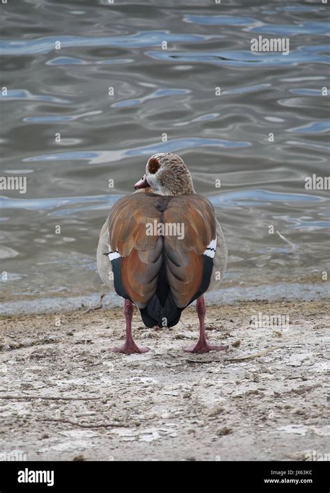 Egyptian Goose Female Stock Photo - Alamy