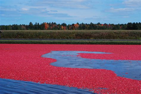 Cranberry Bog – Botany Thoughts – Medium