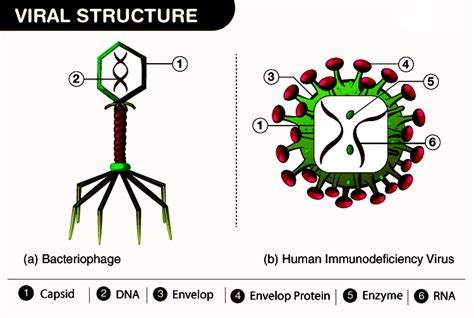 Retroviruses: Structure, Replication, Vectors, Differences and Examples