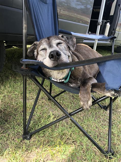 Stubz, one happy old man dog (15yr) : r/OldManDog