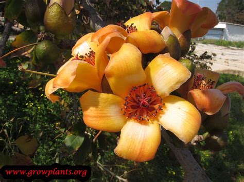 Bombax ceiba - How to grow & care