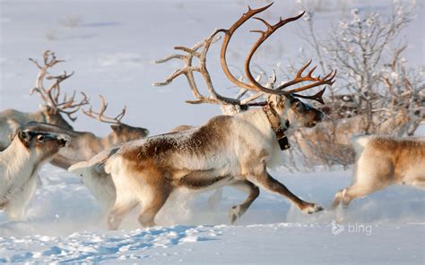 Reindeers, Santa’s favorite pets after elves [Amazing Photo of the Day ...