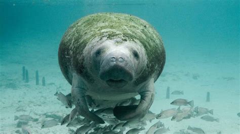 Manatee Conservation: How You Can Help