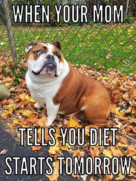 Diet.... | Bulldog funny, Bulldog quotes, Funny dog jokes