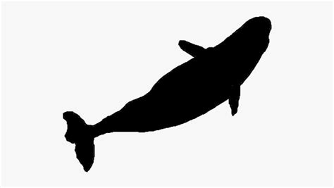 Whale Silhouette - Blue Whale Silhouette Top, HD Png Download - kindpng