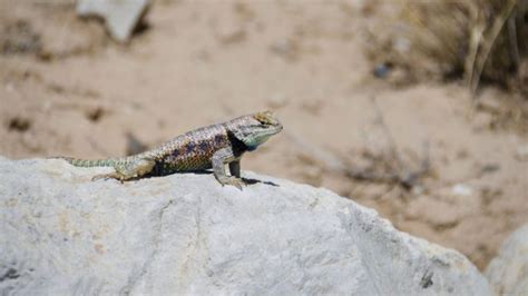 Red Rock Canyon Wildlife | Southwest Explorers