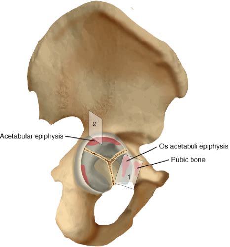 Anatomy of Acetabulum | Musculoskeletal Key